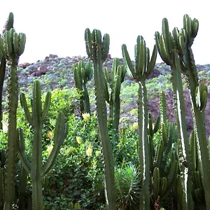 finca-la-punta.in-canary-islands.com/